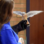 American Kestrel